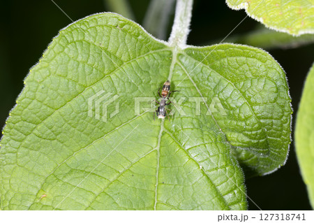 ヤガタアリグモ ヤガタアリグモ 127318741