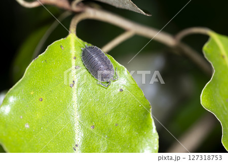 ワラジムシ 127318753