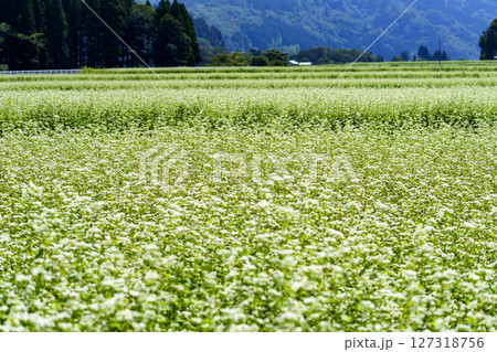 そばの花咲く里山風景 そばの花咲く里山風景 127318756