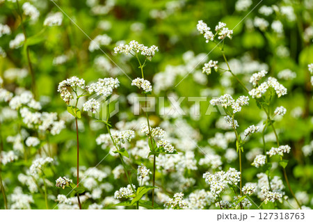 そばの花咲く里山風景 127318763