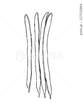 いんげん豆　手描き線画 127318864