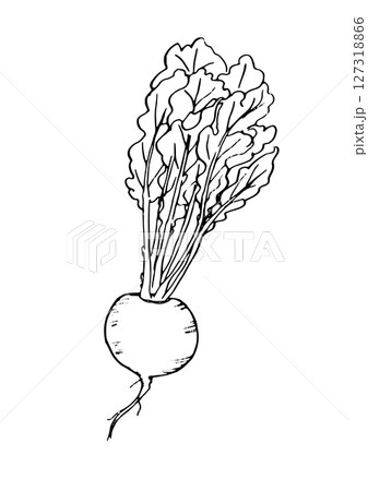 かぶ　丸ごと　手描き線画 127318866