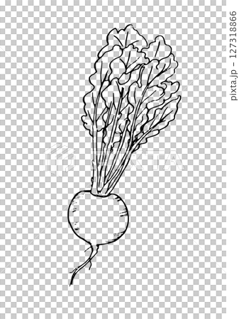 かぶ　丸ごと　手描き線画 127318866