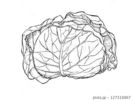 キャベツ 手描き線画 キャベツ 手描き線画 127318867