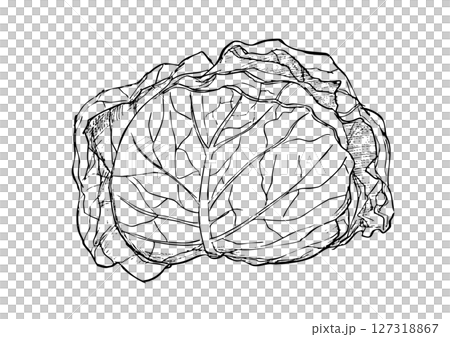 キャベツ 手描き線画 キャベツ 手描き線画 127318867