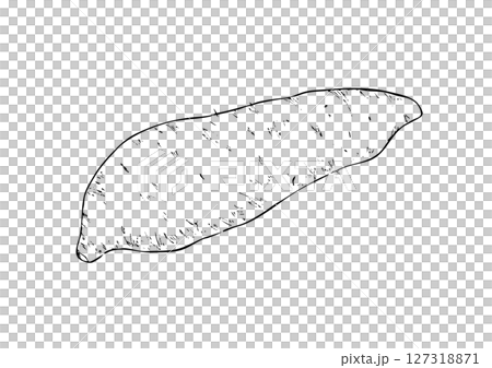 Sweet potato hand drawn line drawing 127318871