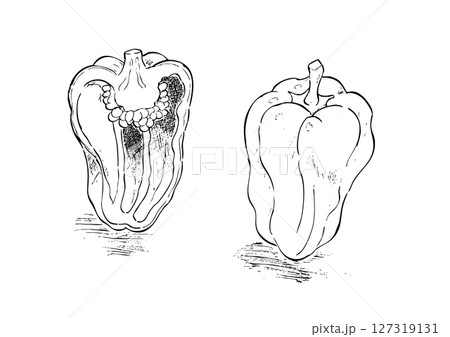 ピーマン　丸ごと・カット手描き線画 127319131