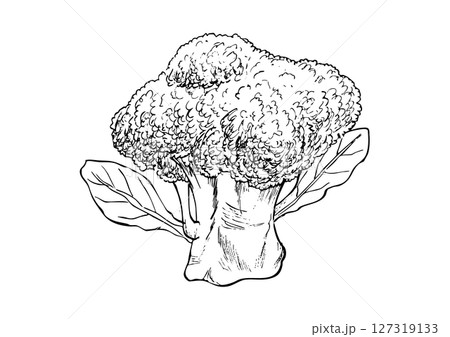 ブロッコリー丸ごと 手描き線画 ブロッコリー丸ごと 手描き線画 127319133