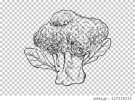 ブロッコリー丸ごと 手描き線画 ブロッコリー丸ごと 手描き線画 127319133