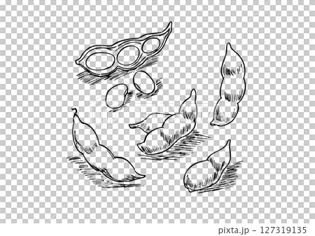 Edamame hand-drawn line drawing 127319135