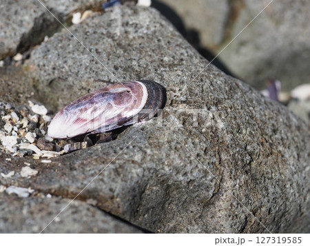 貝殻と石の表面 127319585