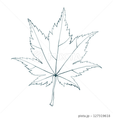 Hand-drawn maple leaf line contour isolated on white background. Flat line style vector illustration. 127319618