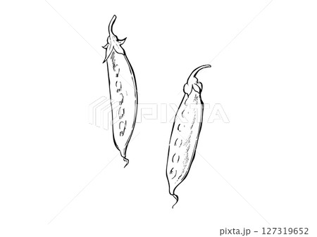 さやえんどう　手描き線画 127319652