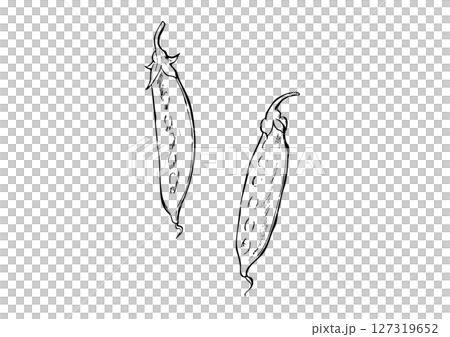 さやえんどう　手描き線画 127319652