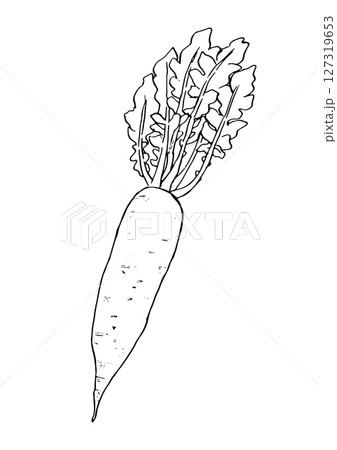 大根　丸ごと　手描き線画 127319653