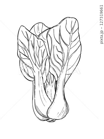 チンゲン菜　丸ごと　線画 127319661