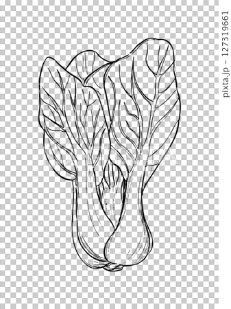 チンゲン菜　丸ごと　線画 127319661