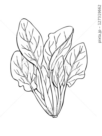 ほうれん草 丸ごと 線画 ほうれん草 丸ごと 線画 127319662