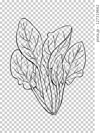 ほうれん草 丸ごと 線画 ほうれん草 丸ごと 線画 127319662