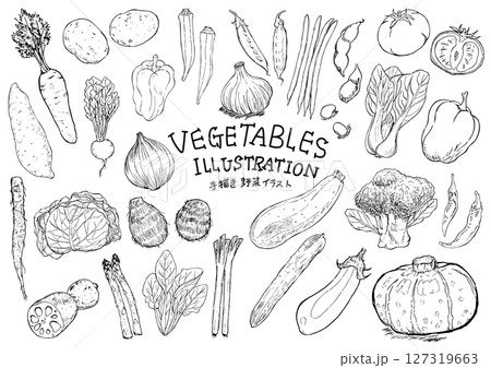 野菜　手描きイラストセット　線画 127319663