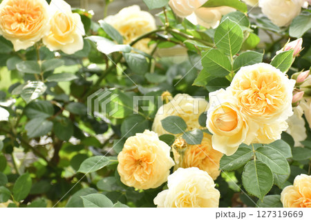 華やかな黄色い春のバラ 127319669