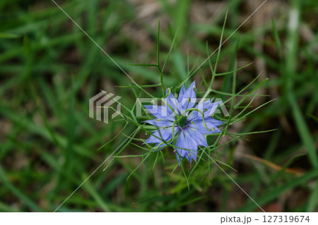 ニゲラの青い花 127319674