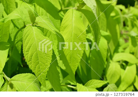 テンニンソウ（シソ科）ゴールデンエンジェル 127319764