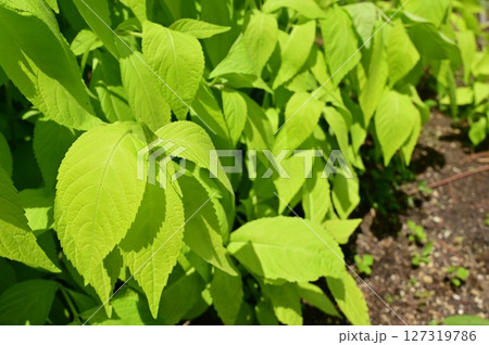 テンニンソウ（シソ科）ゴールデンエンジェル 127319786