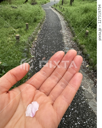 手のひらに乗った桜の花びら 手のひらに乗った桜の花びら 127319794