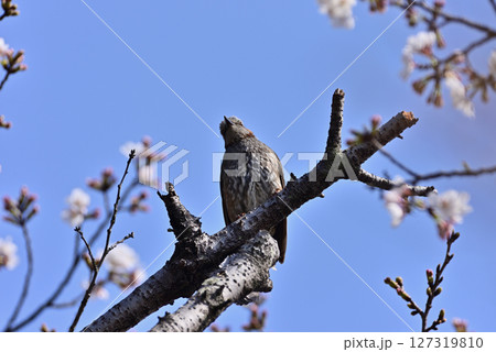 桜の枝にとまるヒヨドリ 桜の枝にとまるヒヨドリ 127319810