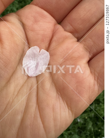 手のひらに乗った桜の花びら 手のひらに乗った桜の花びら 127319867