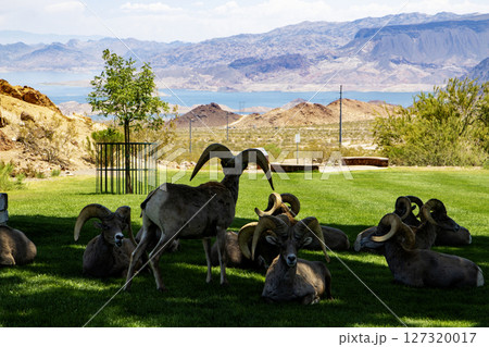Bighorn Sheep Resting in the shade of a Park With Mountains iand Lake Mead n the Background Bighorn Sheep Resting in the shade of a Park With Mountains iand Lake Mead n the Background 127320017