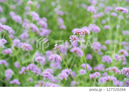 Purple Verbena bonariensis, also known as blue vervain 'Buenos Aires' in flower. Purple Verbena bonariensis, also known as blue vervain 'Buenos Aires' in flower. 127320266