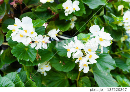 White Begonia Flower in the garden, Elegant Blooming Plant. 127320267