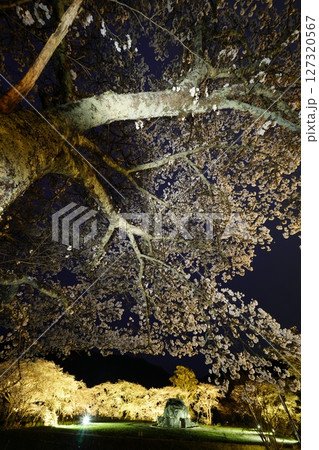 石舞台古墳 桜のライトアップ 石舞台古墳 桜のライトアップ 127320567