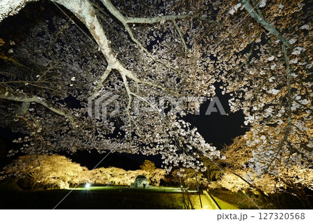 石舞台古墳　桜のライトアップ 127320568