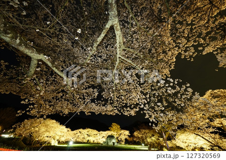 石舞台古墳　桜のライトアップ 127320569