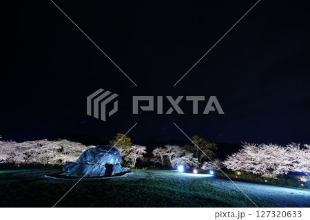 石舞台古墳　桜のライトアップ 127320633