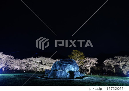 石舞台古墳　桜のライトアップ 127320634