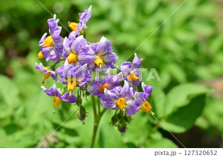 ジャガイモ（ナス科・ナス属）の花 127320652