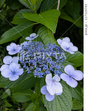 青いアジサイ【梅雨素材】 127320785