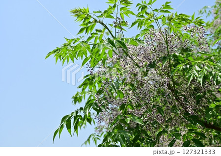 センダン(センダン科)落葉高木の花と晴天の空 センダン(センダン科)落葉高木の花と晴天の空 127321333