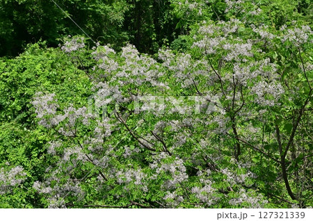 センダン(センダン科)落葉高木の花と晴天の空 センダン(センダン科)落葉高木の花と晴天の空 127321339