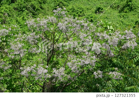 センダン(センダン科)落葉高木の花と晴天の空 センダン(センダン科)落葉高木の花と晴天の空 127321355