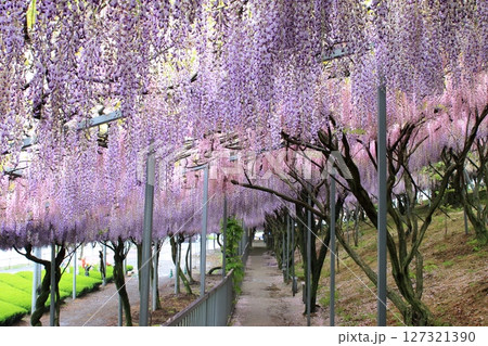 雨の日の藤 127321390