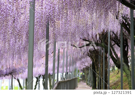 藤のある風景 127321391