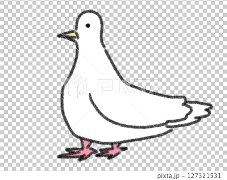鉛筆画風の白いハトのイラスト 127321531