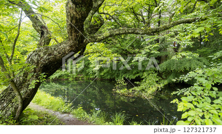 梅雨の軽井沢の雲場池 127321737