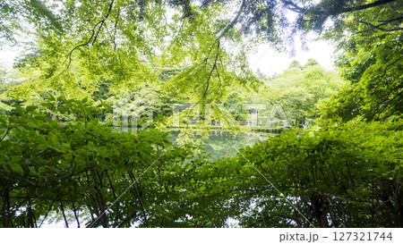 梅雨の軽井沢の雲場池 梅雨の軽井沢の雲場池 127321744