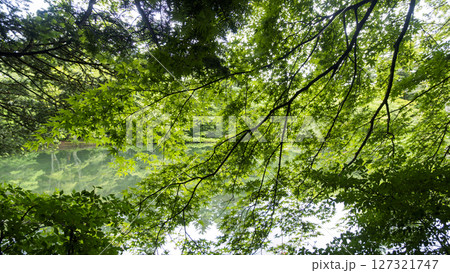 梅雨の軽井沢の雲場池 127321747